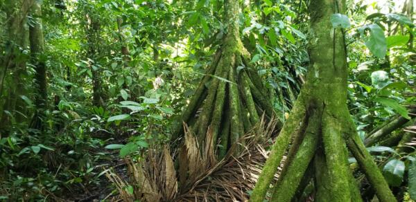 Pesquisadores da UEMA realizam estudos de caracterização estrutural da vegetação natural de mangabeira no município de Morros-MA