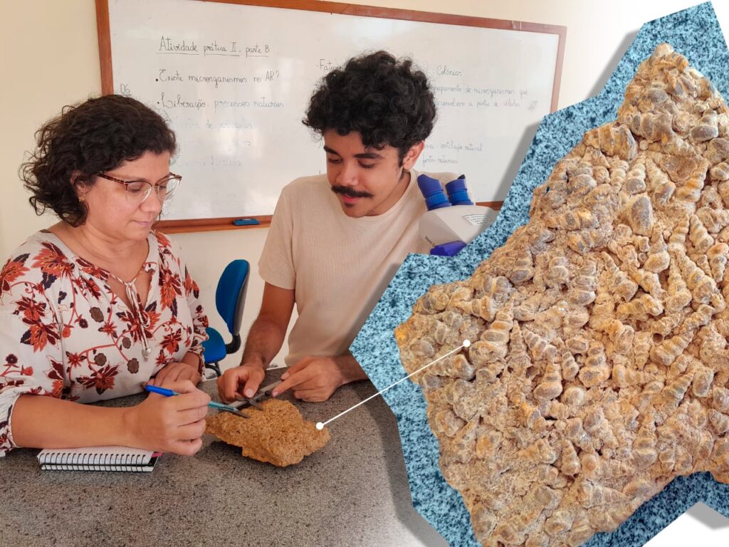 Pesquisadores da Uema estudam a paleofauna de gastrópodes fósseis no município de Duque Bacelar