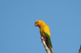 Estudo revela por que papagaios ameaçados estão desaparecendo das florestas amazônicas do Maranhão e Pará