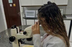 Pesquisa da Uema estuda inseto como alternativa sustentável para alimentação humana